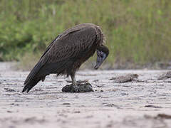 Hooded Vulture