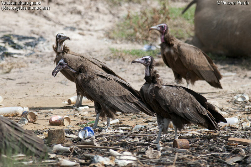 Hooded Vulture, eats
