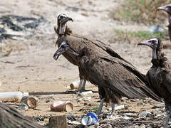 Hooded Vulture