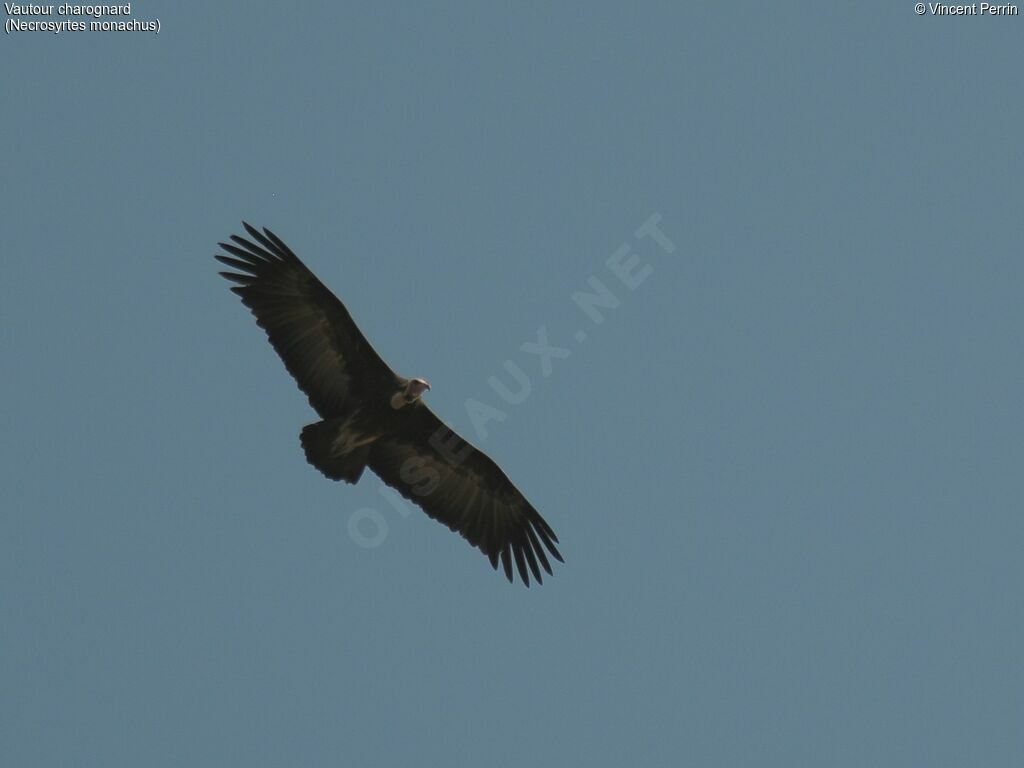 Hooded Vulture