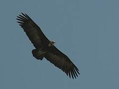 Hooded Vulture