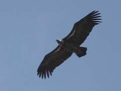 Rüppell's Vulture