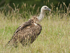 Griffon Vulture