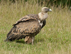 Griffon Vulture