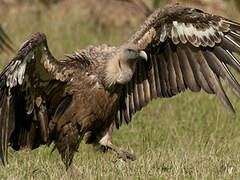 Griffon Vulture