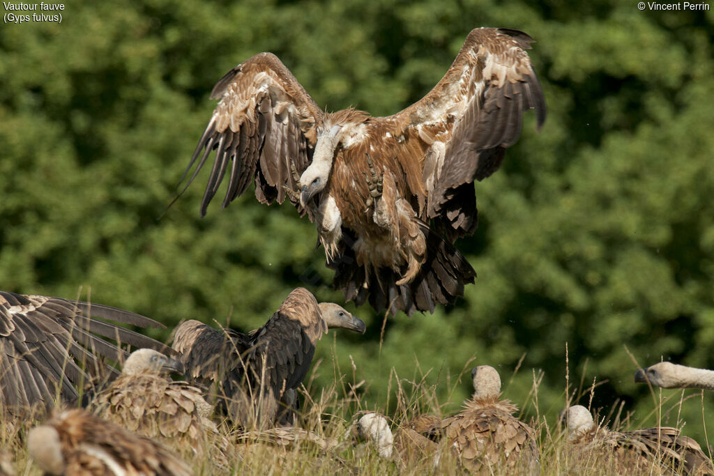 Griffon Vulture