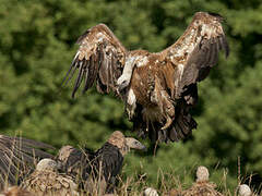 Griffon Vulture