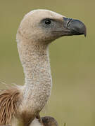 Griffon Vulture