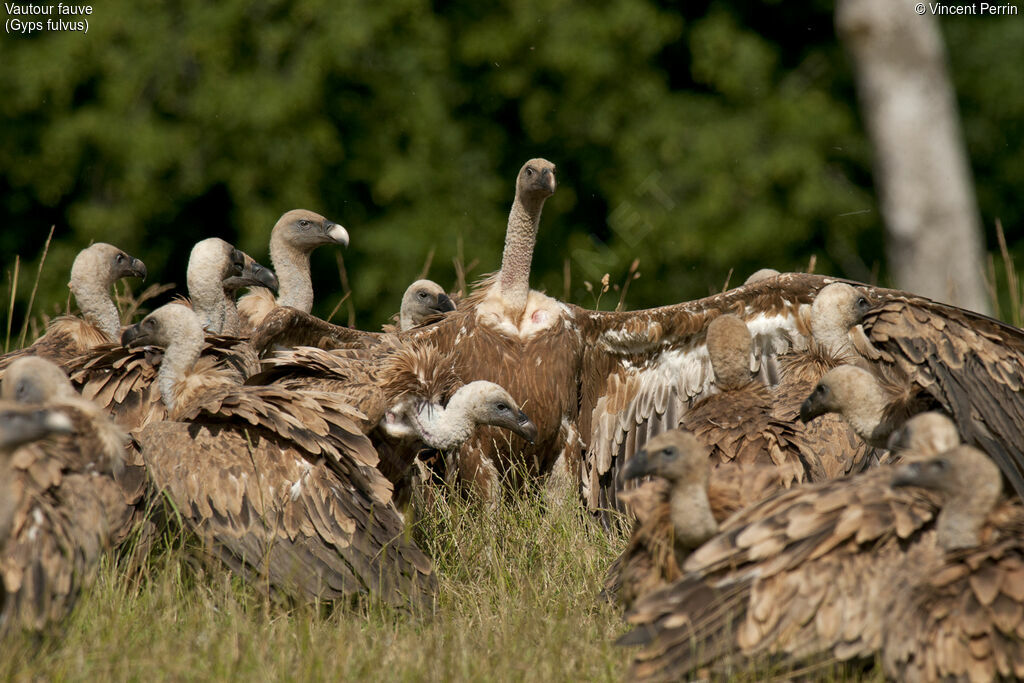 Griffon Vulture