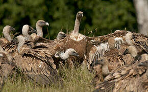 Griffon Vulture