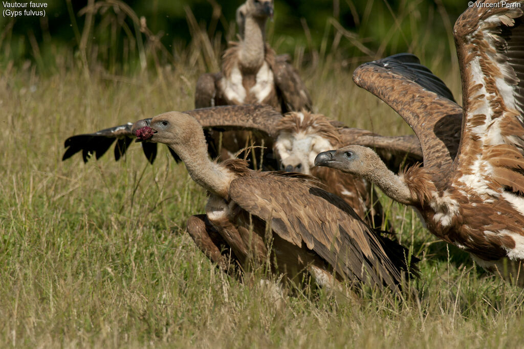 Griffon Vulture