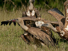 Griffon Vulture