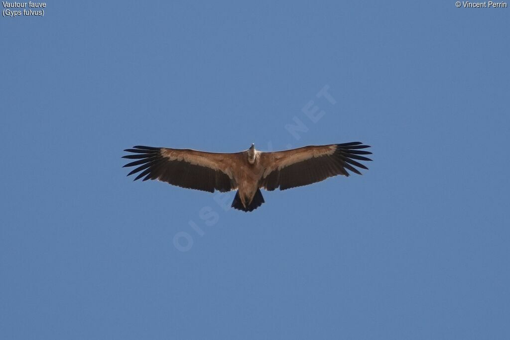 Griffon Vulture