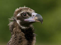 Cinereous Vulture