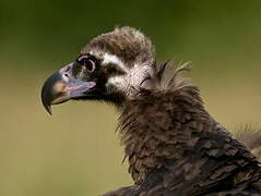 Cinereous Vulture