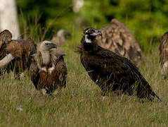 Cinereous Vulture