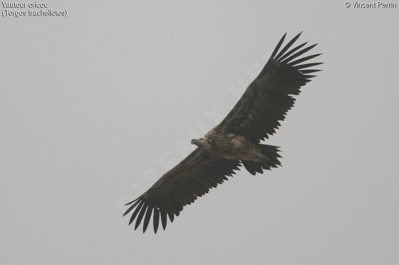 Lappet-faced Vultureimmature, Flight