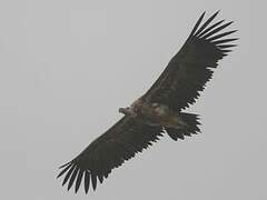 Lappet-faced Vulture