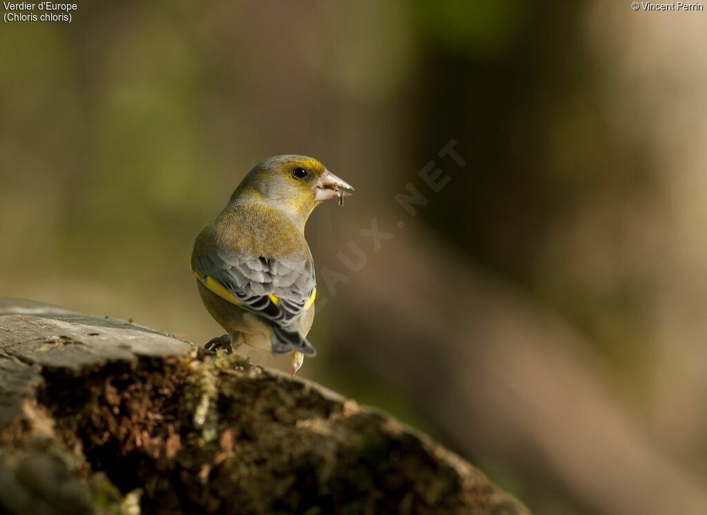 European Greenfinch male adult