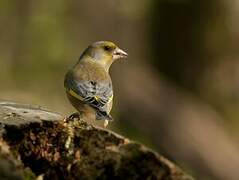 European Greenfinch