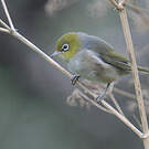 Zostérops à dos gris