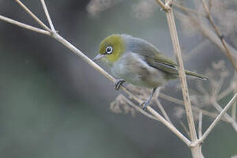 Zostérops à dos gris