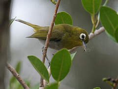 Green-backed White-eye