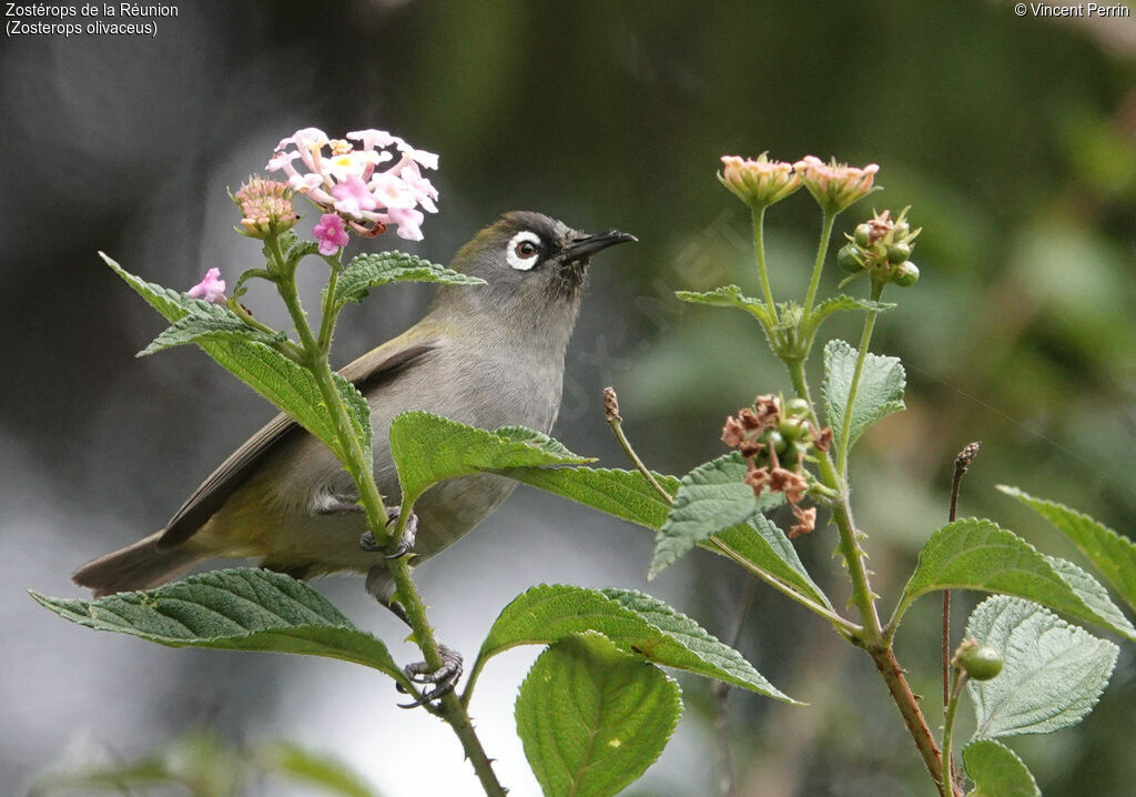 Reunion Olive White-eye, eats