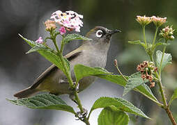 Reunion Olive White-eye