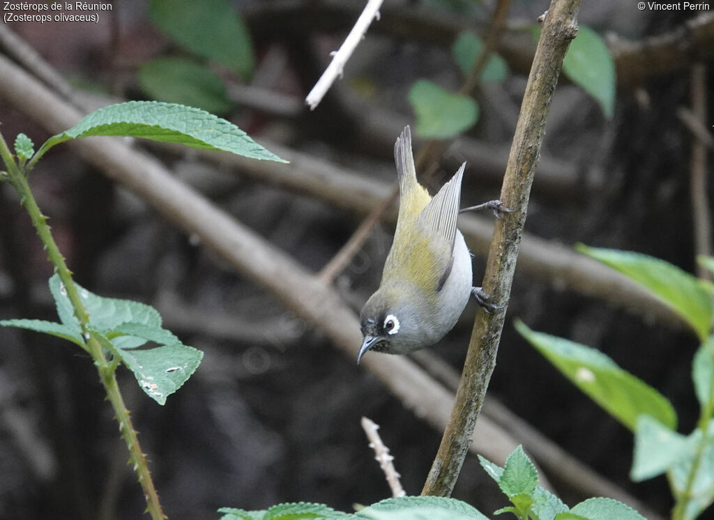 Reunion Olive White-eye