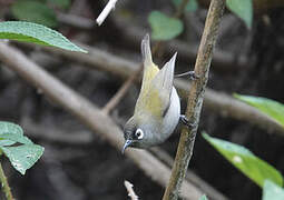 Reunion Olive White-eye