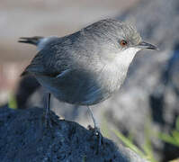 Reunion Grey White-eye