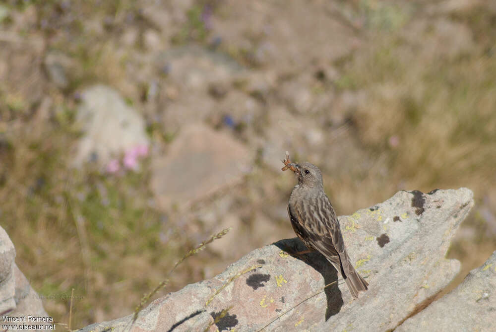 Alpine Accentoradult, feeding habits, Reproduction-nesting