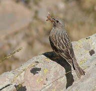 Alpine Accentor