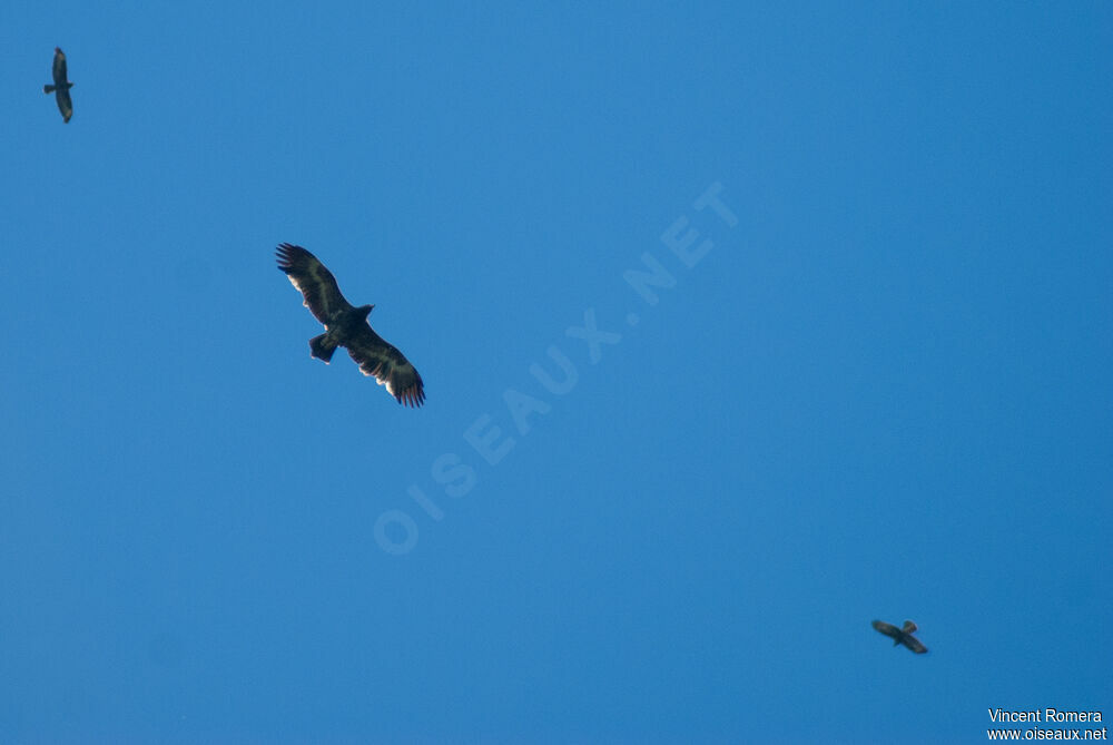 Aigle des steppes3ème année