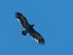 Steppe Eagle