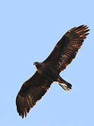 Golden Eagle