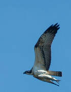 Western Osprey