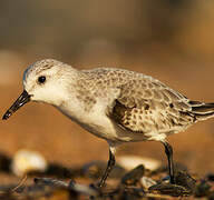 Bécasseau sanderling