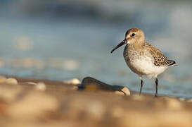 Dunlin