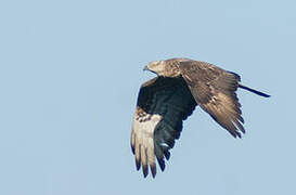 European Honey Buzzard