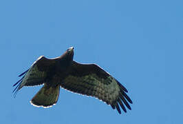 European Honey Buzzard