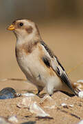 Snow Bunting