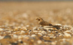 Snow Bunting