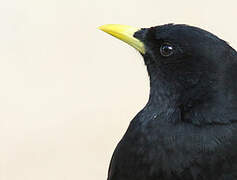 Alpine Chough