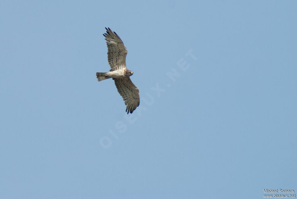 Short-toed Snake Eagle