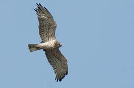 Short-toed Snake Eagle