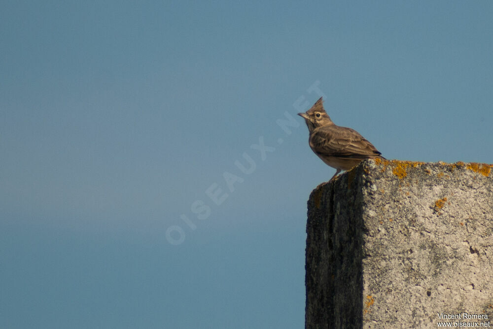 Crested Larkadult