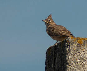 Cochevis huppé