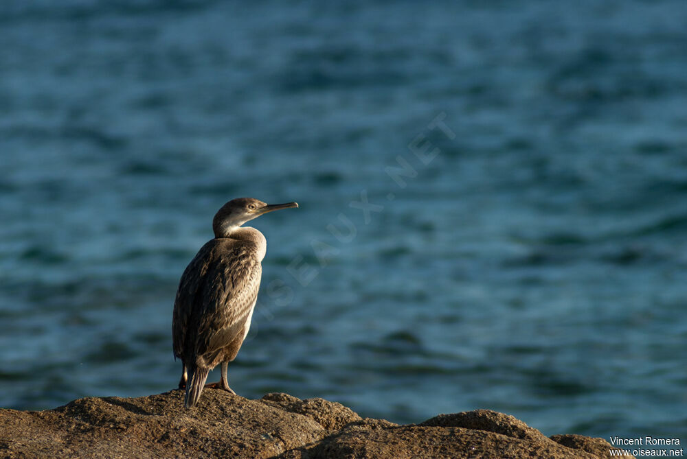 Cormoran huppé1ère année